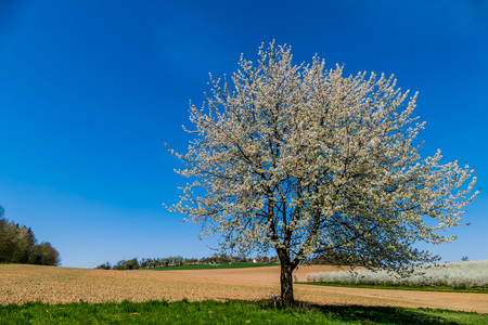 Ein blühender Obstbaum im Frühling. Vor blauem Himmel