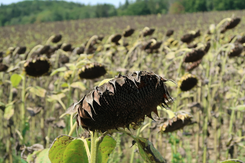 Folgen der Klimaerwärmung / Kathpress / Robert Mitscha-Eibl