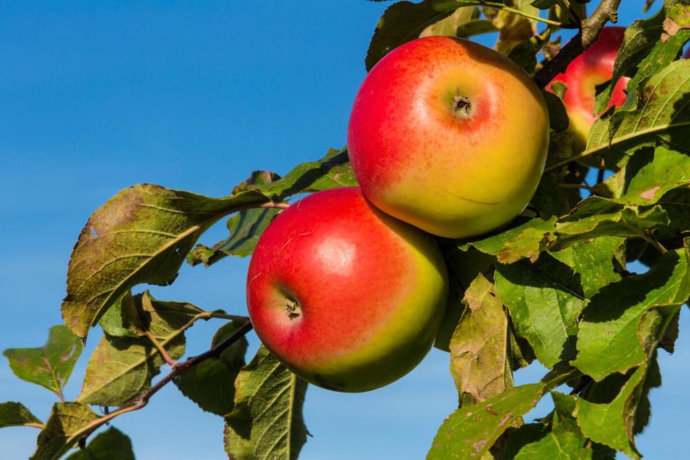 ?pfel im Herbst auf einem Apfelbaum. Frische Vitamine in der bunten Jahreszeit