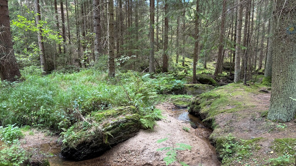 Wald / Jutta Steiner/Kathpress Wald