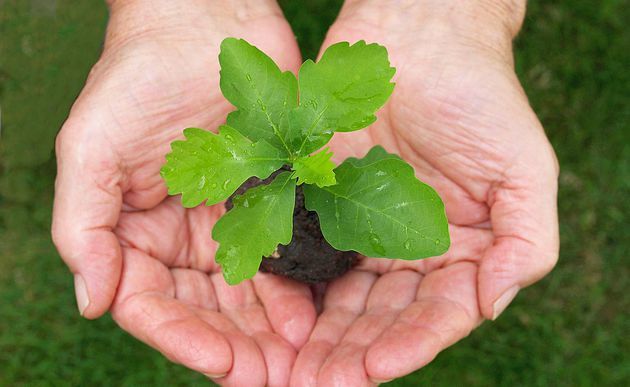 Hände mit Pflanze / Grace Winter/pixelio.de