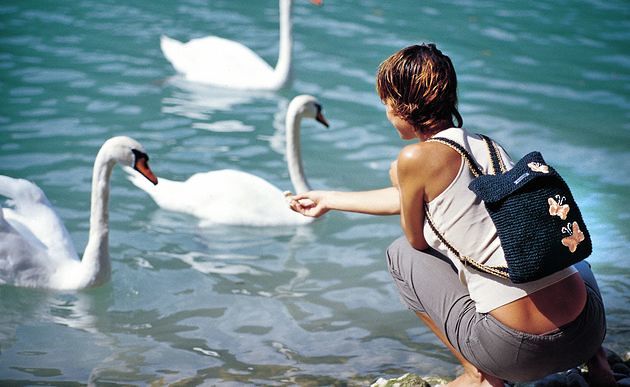 Frau beim Schwaenefuettern [ (c) www.BilderBox.com, Erwin Wodicka, Siedlerzeile 3, A-4062 Thening, Tel. + 43 676 5103678.Verwendung nur gegen HONORAR, BELEG,URHEBERVERMERK und den AGBs auf bilderbox.com](in an im auf aus als and beim mit einer einem 