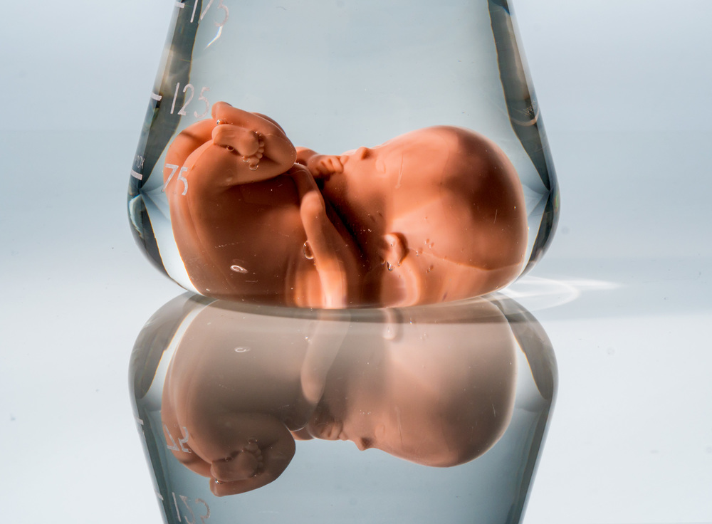 Modell eines Embryos in einem Laborglas. Symbolfoto für Schwangerschaft durch künstliche Befruchtung. Abtreibung und Genmanipulation
