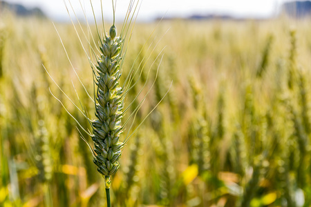Ein Getreidefeld mit Gerste wartet auf die Ernte. Symbolfoto f?r Landwirtschaft und gesunde Ern?hrung.