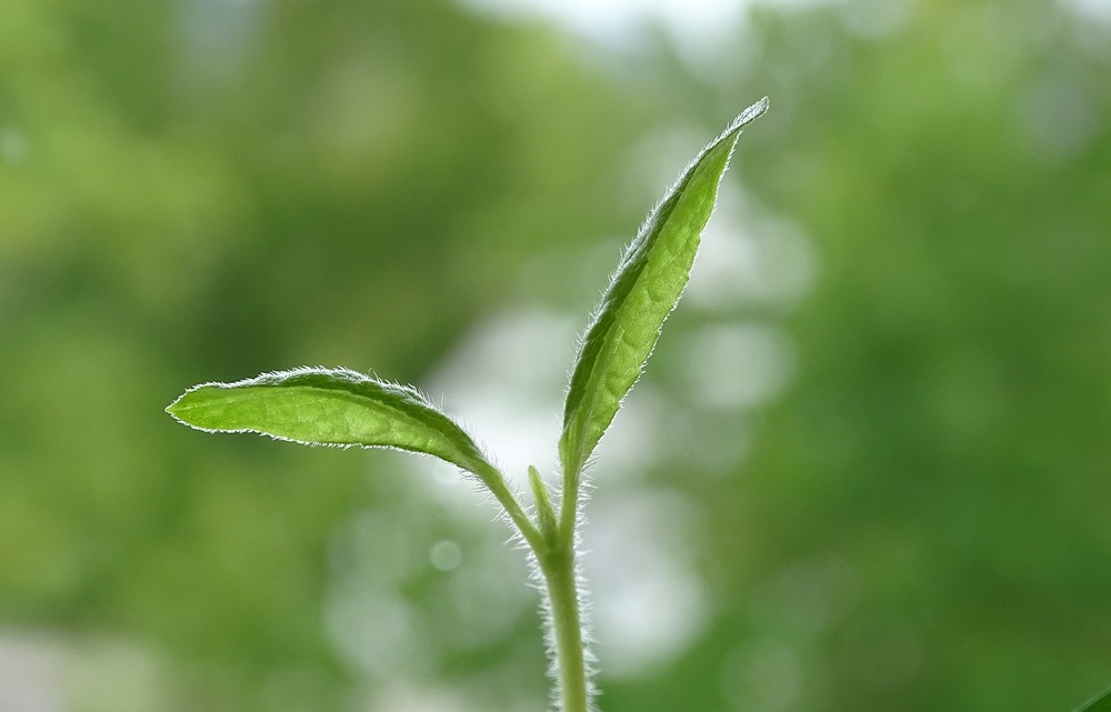 Bild von Sr. Maria-Magdalena R. auf Pixabay