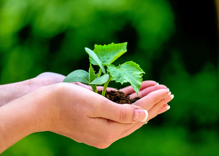 Eine Frau h?lt eine kleine Pflanze in der Hand. Symbolfotoo f?r Natur und Wachstum