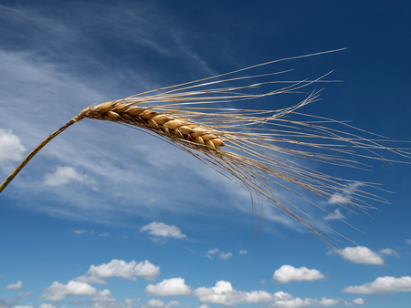 Getreideähre von Gerste auf einem Getreidefeld vor der Ernte