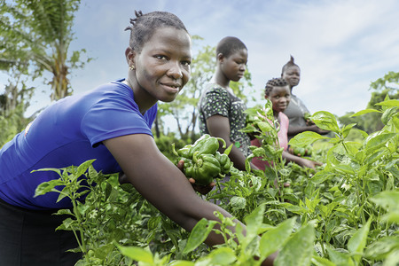 The story of farmers in self help groupsThe story of farmers in self help groups.Farmers in Gitikiri harvesting bell pepper.