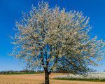 Ein blühender Obstbaum im Frühling. Vor blauem Himmel