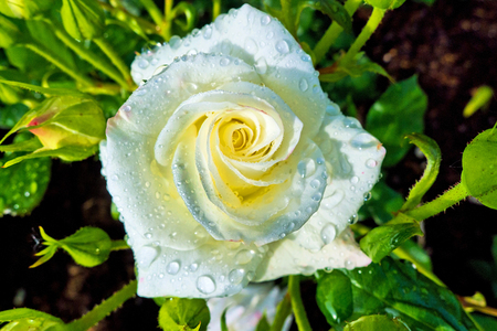 Eine wei?e, bl?hende Rose auf einem gro?en Strauch in einem Garten