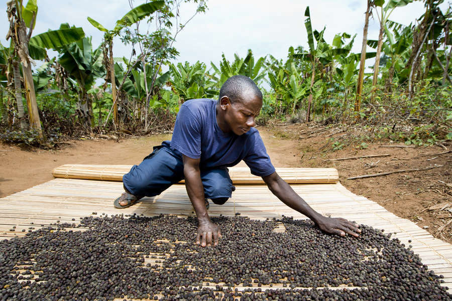 Fairtrade: Klimakrise und EU-Verordnung prägen Zukunft des Kaffeesektors