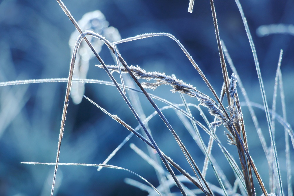 Frost