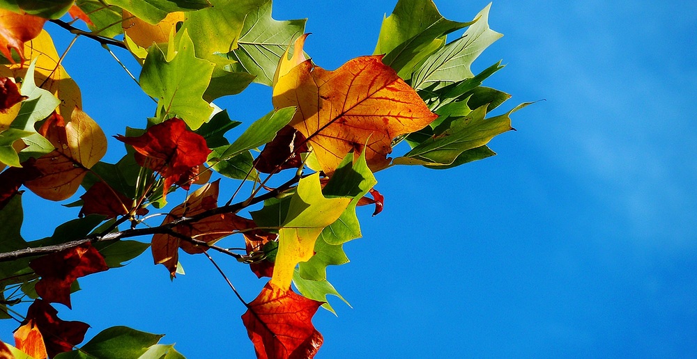 pixabay via pexels / CC0