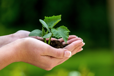 Eine Frau h?lt eine kleine Pflanze in der Hand. Symbolfotoo f?r Natur und Wachstum