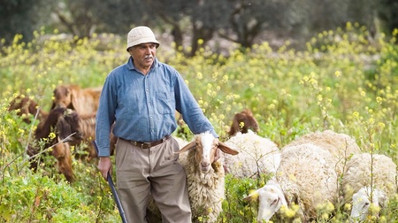 Schafhirte im Hl. Land