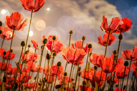 Mohnfeld mit Mohnblumen im Sommer
