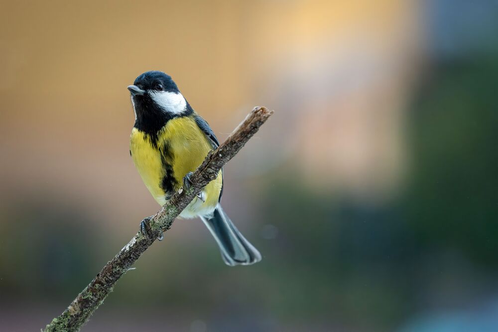 Vogel auf einem Ast / Gundula Vogel via pexels / CC0 Orden verbinden Schöpfungszeit mit Franziskus-Jubiläum