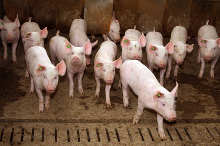 A group of piglets inside their stall / bilderbox.com
