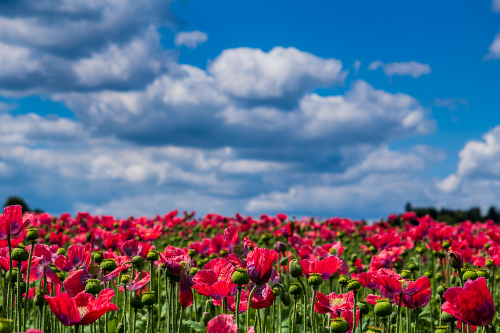 Österreich, Niederösterreich, in der Nähe von Armschlag. Ein Feld mit blühendem,  roten Mohn erfreut das Auge.