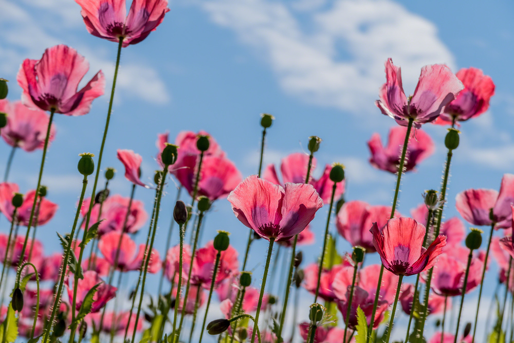 Mohnfeld mit Mohnblumen im Sommer