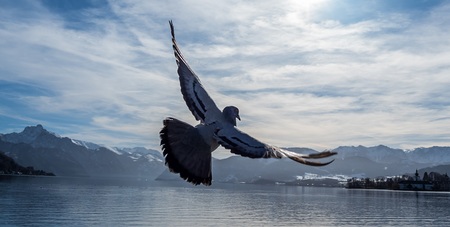 Österreich, Gmunden, Traunsee. Taube fliegt über den See. Grenzenlose Freiheit