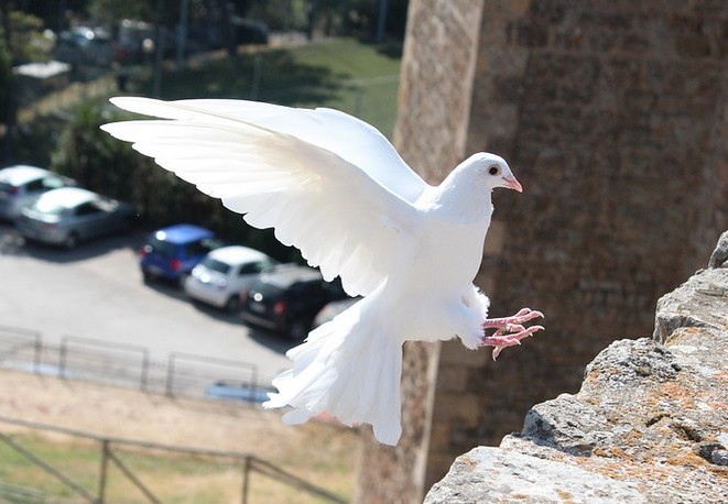 Friedenstaube / pixabay / gemeinfrei Friedenstaube
