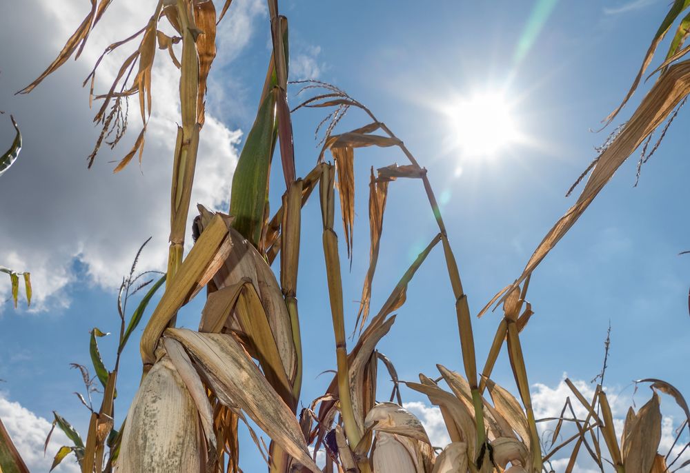 Dürreschäden in der Landwirtschaft durch Trockenheit