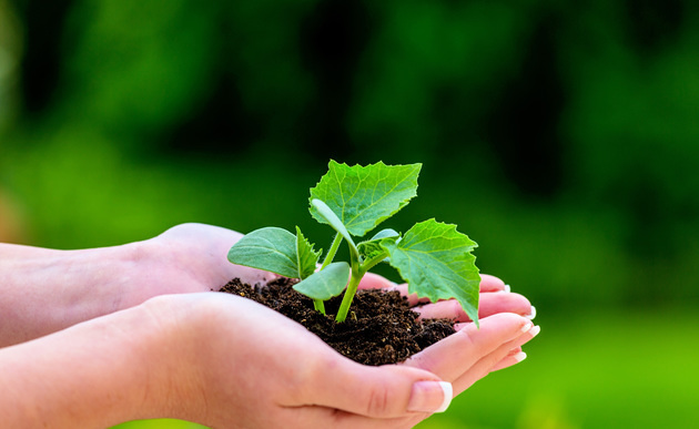 Umwelt, Ökologie / Erwin Wodicka - wodicka@aon.at