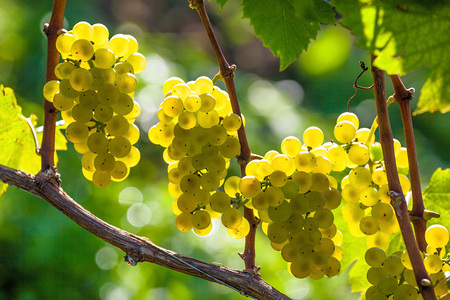 Weintrauben im Weinberg eines Winzers. Weingarten im Herbst.