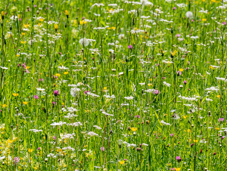Sommerwiese mit Blumen in Weissensee, Kärnten, Österreich
