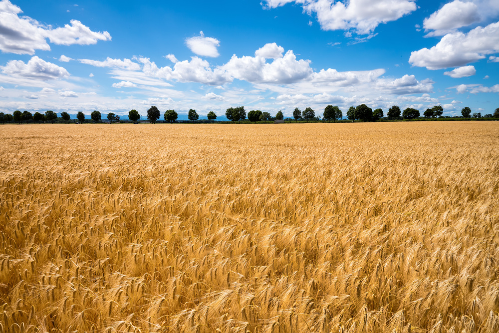 Eine Getreide Ähre auf einem Getreidefeld. Gerste in der Landwirtschaft vor der Ernte
