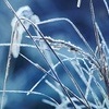 Frost