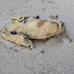 Verendetes Kamel, Nordkenia