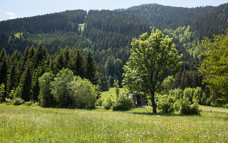 Sommerwiese mit Blumen in Weissensee, Kärnten, Österreich