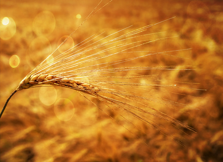 Getreideähre von Gerste auf einem Getreidefeld vor der Ernte