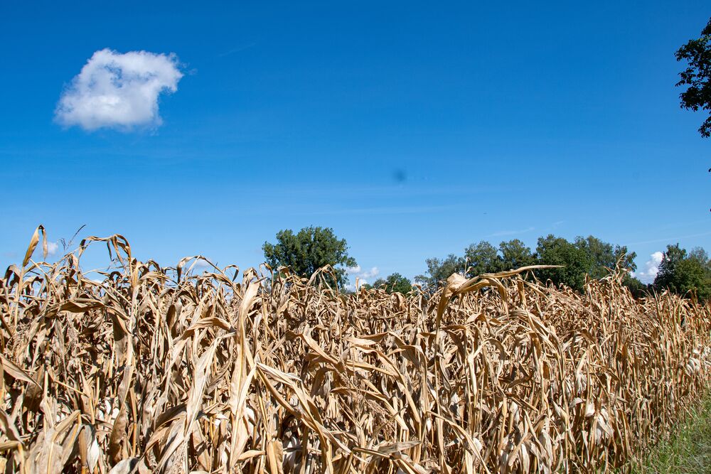 Verdorrte Maispflanzen / Siegfried Poepperl via pexels / CC0 Dürre: Bischof Schwarz ruft zum Gebet für die Landwirtschaft auf