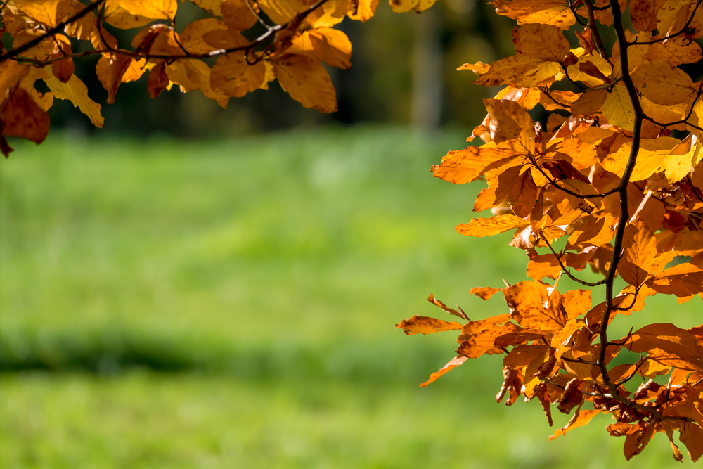 Ein Blatt im Herbst auf einem Baum
