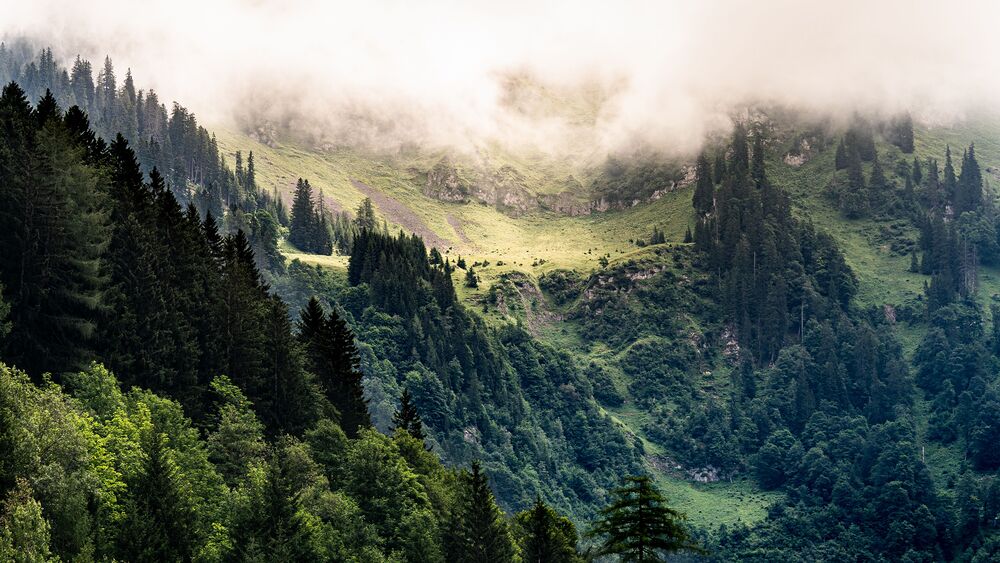 Usame Dzinovic via pexels / CC0