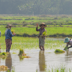 Myanmar                                                                                                                                     © 2018 Peter Goda