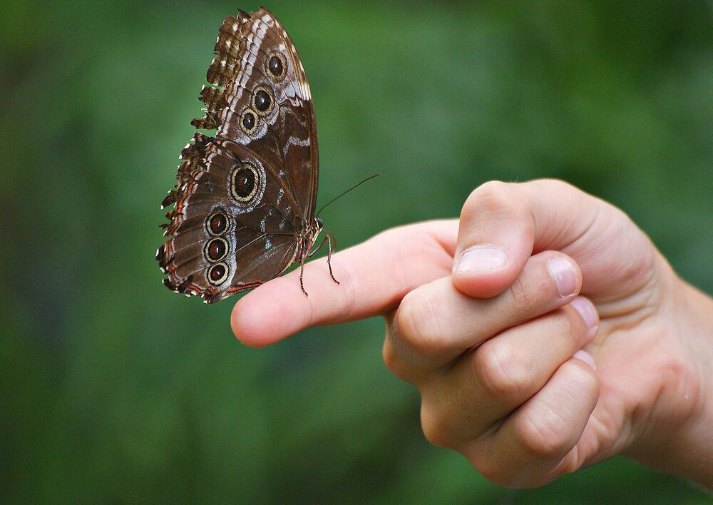 Schmetterling auf einem Finger / Andreas Zöllick/pixelio.de Schmetterling auf einem Finger