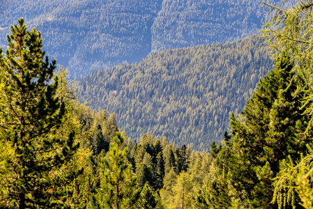 Blick über Nadelwälder, Symbol für Natur, Wachstum, Kohlenstoffspeicher