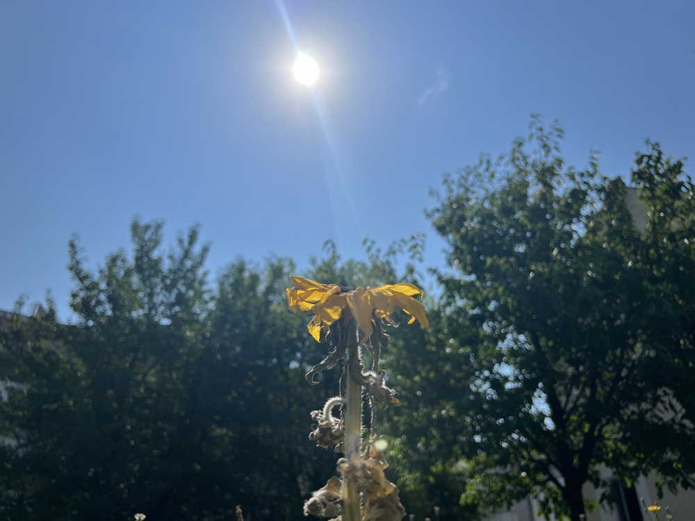 Auch die Natur leidet unter der Hitze