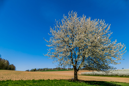 Baum im Frühling / Erwin Wodicka - wodicka@aon.at, Erwin Wodicka Ein blühender Obstbaum im Frühling. Vor blauem Himmel