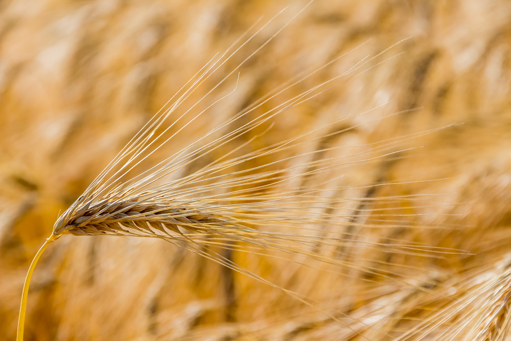 Ein Getreidefeld mit Gerste wartet auf die Ernte. Symbolfoto f?r Landwirtschaft und gesunde Ern?hrung.