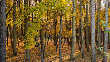 NGO-Bündnis verteidigt EU-Entwaldungsverordnung gegen 'Mythen'