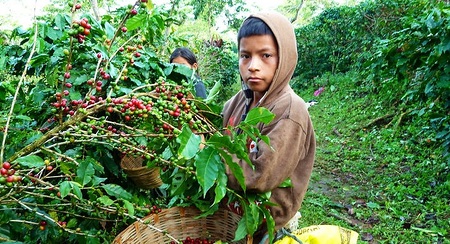 Junge bei der Arbeit auf einer Kaffeeplantage