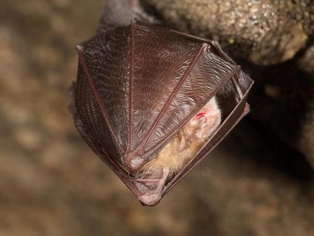 Gebäudebewohnende Fledermausarten nutzen als Quartiere gerne Dachböden von Kirchen und Klöstern