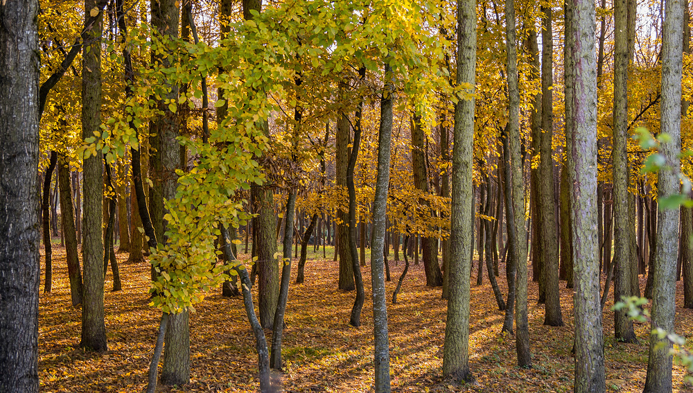 NGO-Bündnis verteidigt EU-Entwaldungsverordnung gegen 'Mythen'