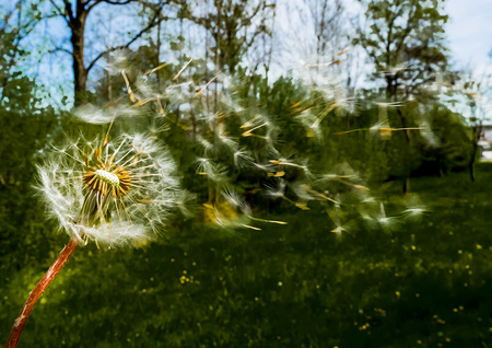 Samen von Löwenzahn werden weg gepustet