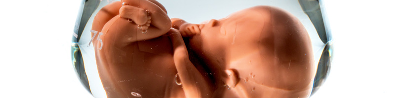Symbolfoto Embryo, Gentechnik und Abtreibung. Schangerschaft durch künstliche Befruchtung / Erwin Wodicka - wodicka@aon.at, Erwin Wodicka Modell eines Embryos in einem Laborglas. Symbolfoto für Schwangerschaft durch künstliche Befruchtung. Abtreibung und Genmanipulation